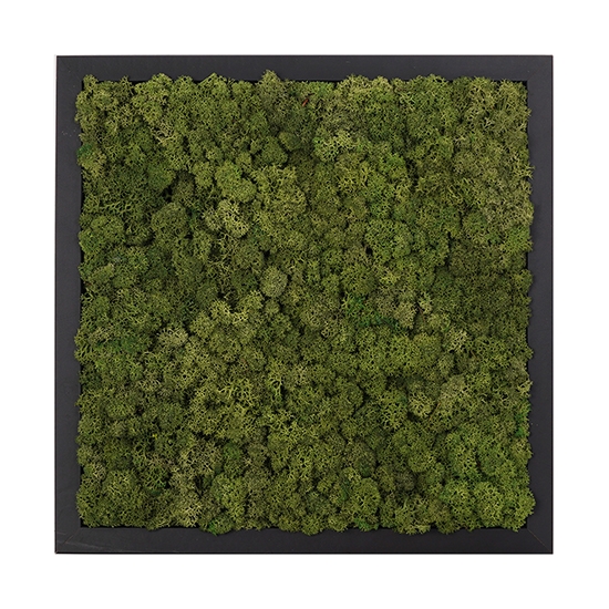 스칸디아모스액자 프라모프레임_블랙 ( 25색상 )실내 공기정화식물 벽면인테리어소품 천연이끼 스칸디아모스 식물액자 플랜테리어